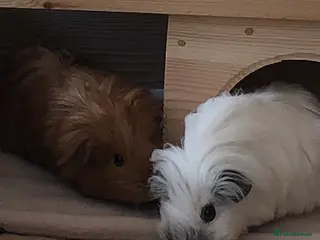 Guinea Pig rodents 2 lovely sows - Advert 6