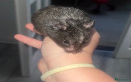 Hamster rodents for sale: Syrian hamster  - Image 3