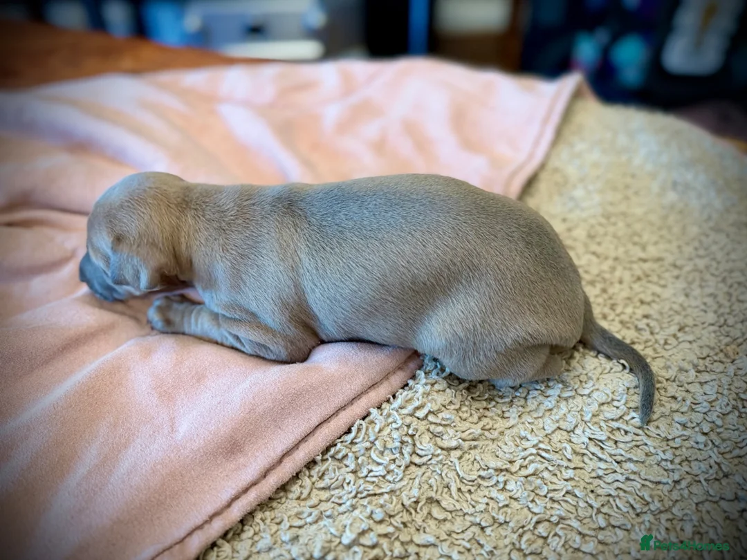 Italian Greyhound dogs for sale: KC Registered Italian Greyhound Girl Puppies - Advert 24