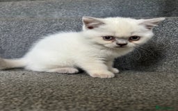 British Shorthair cats for sale: British short hairs  - Image 17