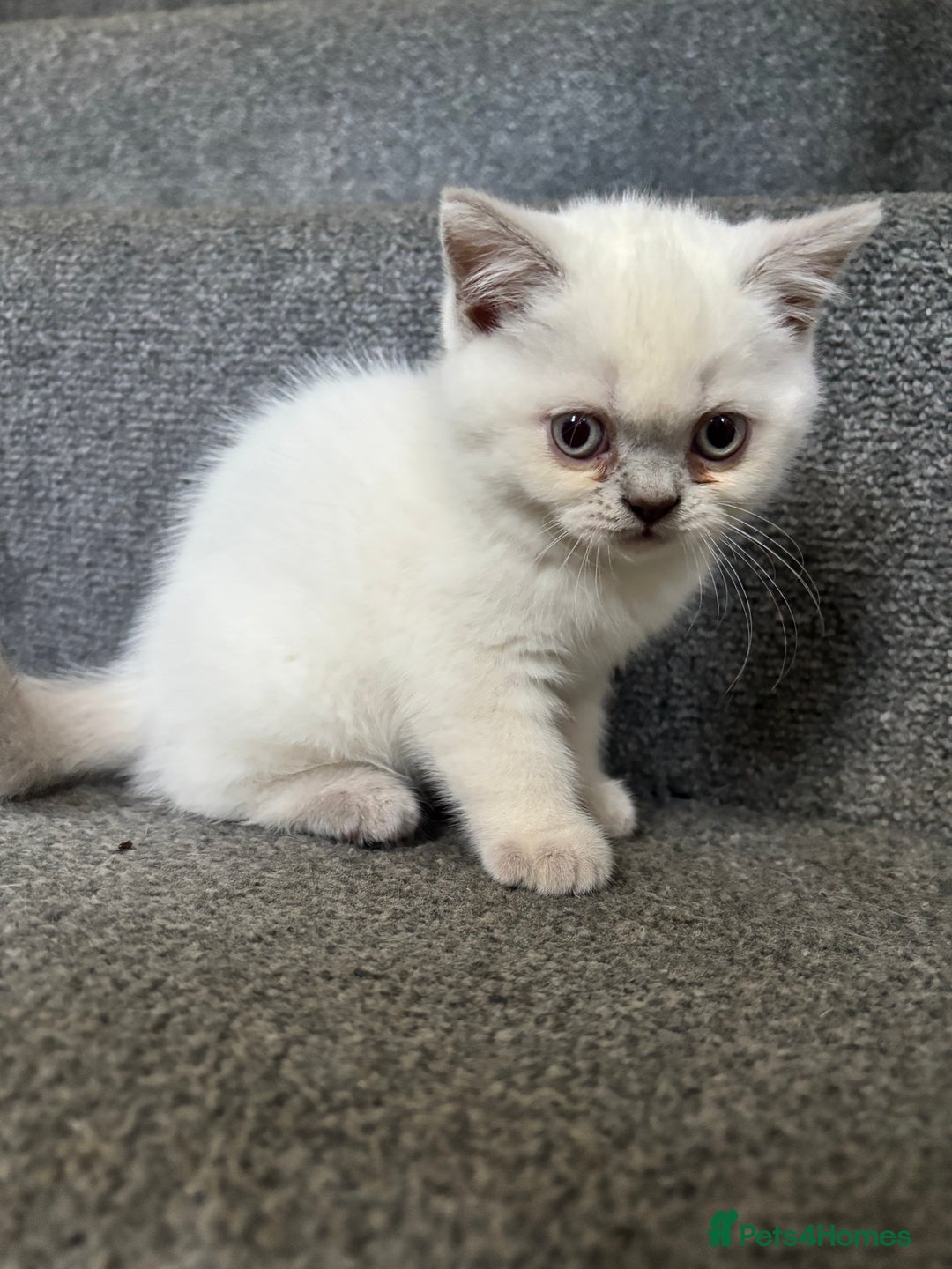 British Shorthair cats for sale: British short hairs  - Image 17