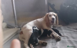 Mixed Breed dogs for sale: For sale sprollies  - Image 5