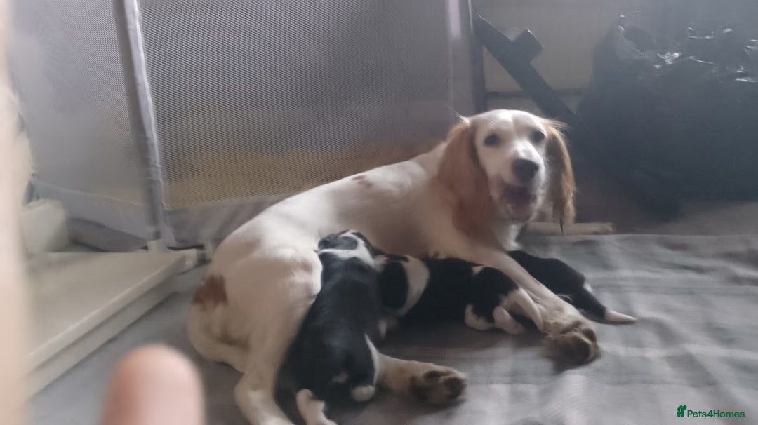 Mixed Breed dogs for sale: For sale sprollies  - Image 5