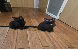 Mixed Breed cats for sale: British Short hair mixed breeds  - Advert 20