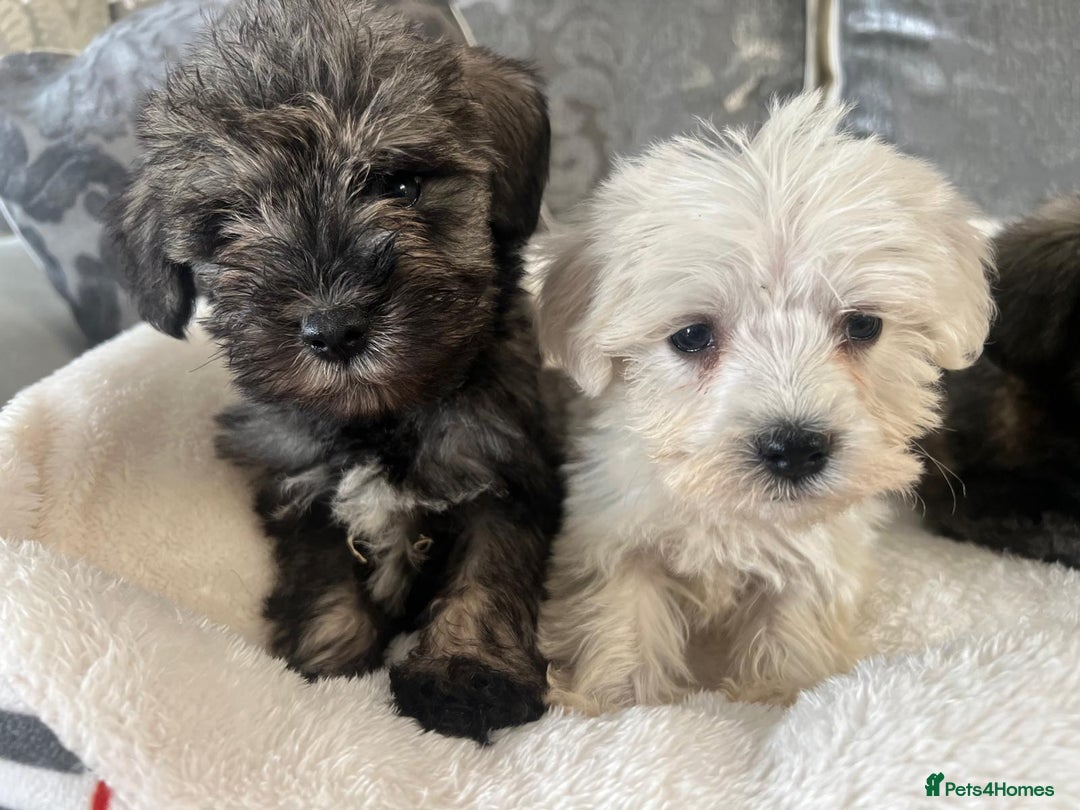 Mixed Breed dogs for sale: Schnoodle puppies for sale  - Image 6