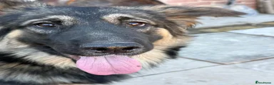 German Shepherd 1