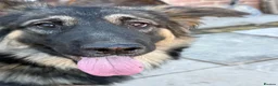 German Shepherd dogs for sale: Meet marmalade our female German shepherd  - Advert 2