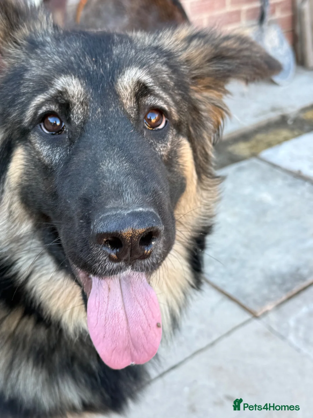 German Shepherd dogs for sale: Meet marmalade our female German shepherd  - Advert 2