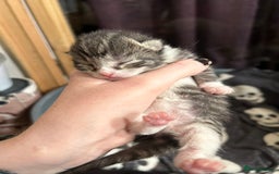 Domestic Shorthair cats for sale: BEAUTIFUL KITTENS FOR SALE, READY TO GO 29th AUG - Image 21