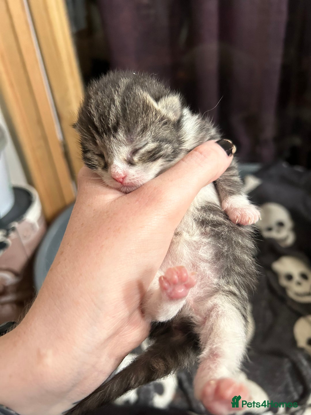 Domestic Shorthair cats for sale: BEAUTIFUL KITTENS FOR SALE, READY TO GO 29th AUG - Image 21