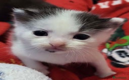 Domestic Shorthair cats for sale: 4 Beautiful kittens - Image 5