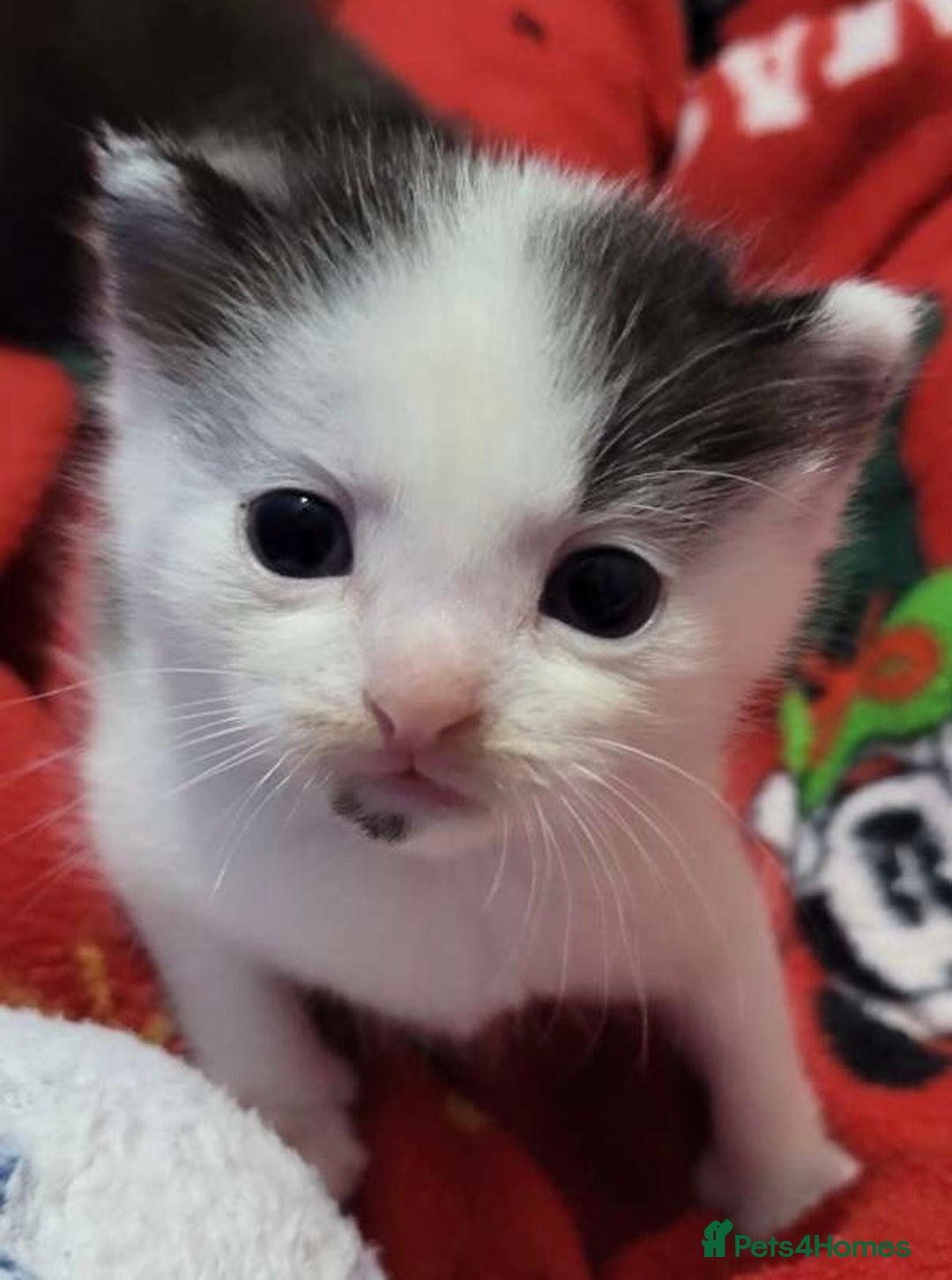 Domestic Shorthair cats for sale: 4 Beautiful kittens - Image 5