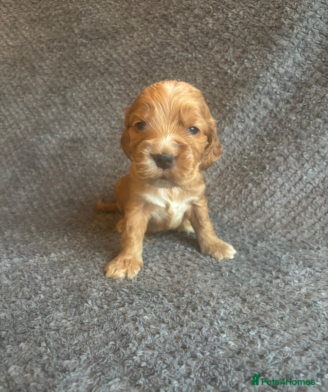 Cocker Spaniel dogs for sale: Health Tested KC Cocker Spaniel Puppies  - Advert 4