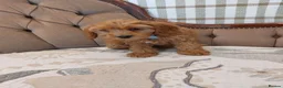 Cavapoo dogs for sale: Extensively Health Tested Fox Red Cavapoo puppies - Advert 11