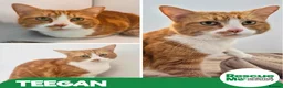 Mixed Breed cats for adoption: Teegan - sweet girl in Liverpool - Advert 1