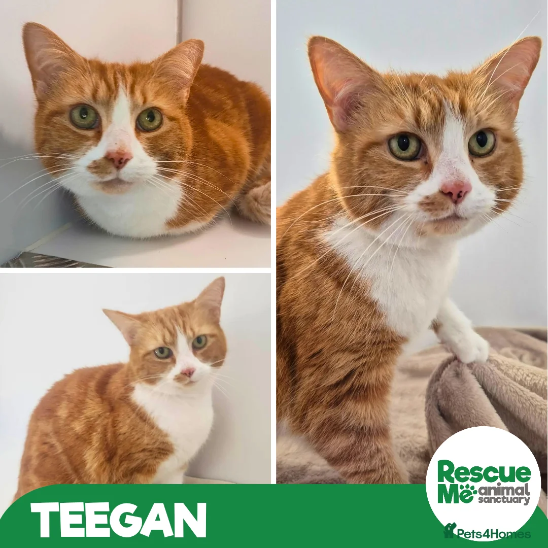 Mixed Breed cats for adoption: Teegan - sweet girl in Liverpool - Advert 1