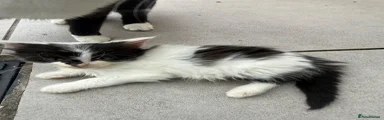 Mixed Breed 8