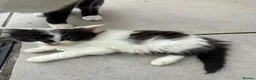 Mixed Breed cats for sale: 8 kittens available  in Leicester - Advert 7