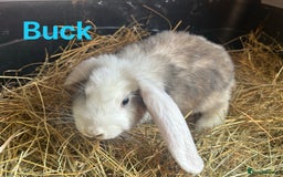 French Lop rabbits for sale: French Lop Bucks and Does READY NOW!! - Image 11