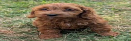 Cockapoo dogs for sale: Beautiful red pups from health tested parents - Advert 18