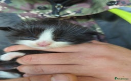Mixed Breed cats for sale: Kittens - Image 2