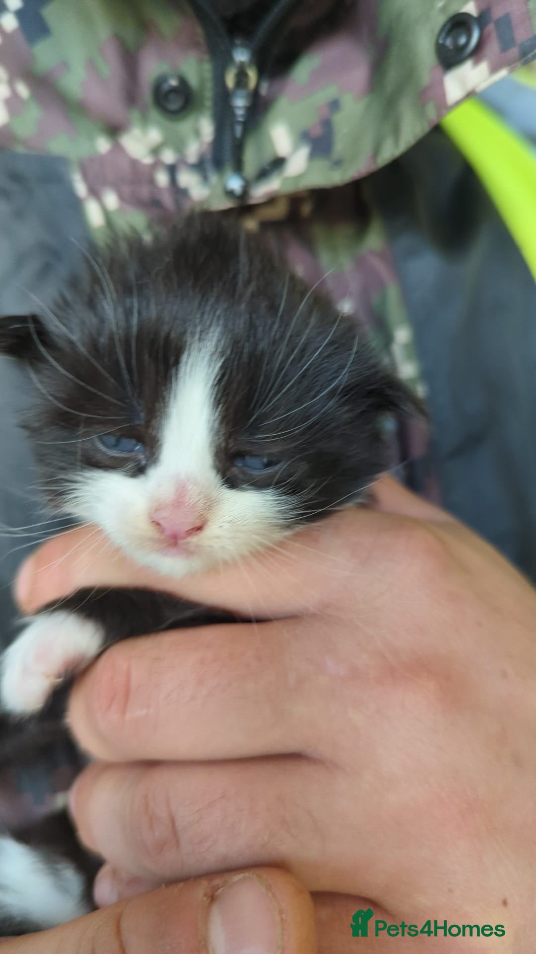 Mixed Breed cats for sale: Kittens - Image 2