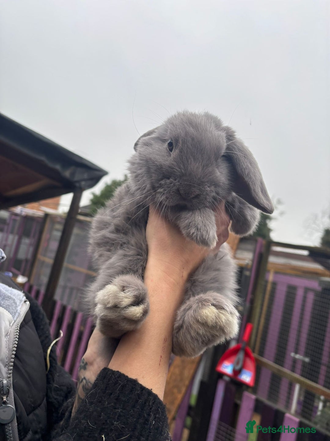 Mini Lop rabbits for sale: Pair of  female mini lops ready now  - Advert 4