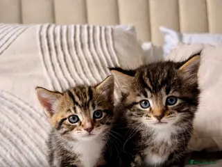 Turkish Angora cats 🐱3 LEFT❤️ Turkish AngoraXmixed,GCCF REGISTERED - Advert 2