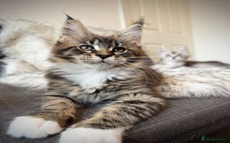 Maine Coon cats for sale: Champions- Bloodline Purebred Maine Coon Kittens  - Image 2