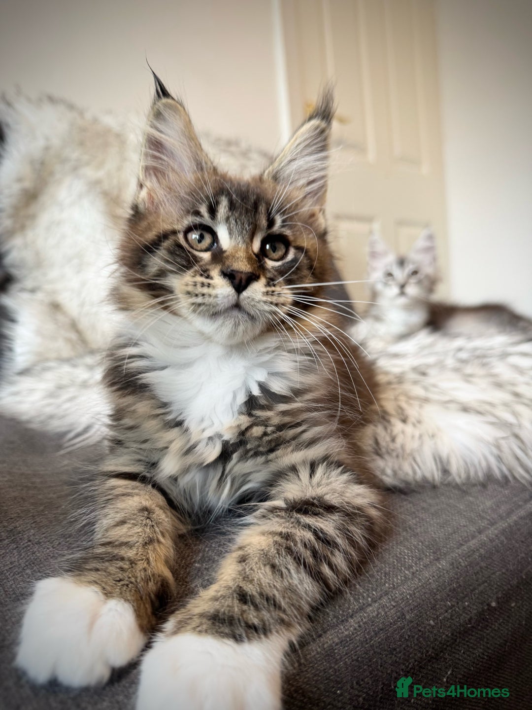 Maine Coon cats for sale: Champions- Bloodline Purebred Maine Coon Kittens  - Image 2