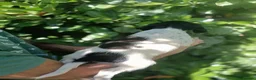 Mixed Breed dogs for sale: Rare English Springer X Brittany Spaniels  - Advert 5