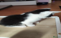 Mixed Breed cats for sale: Kittens for free  - Image 8
