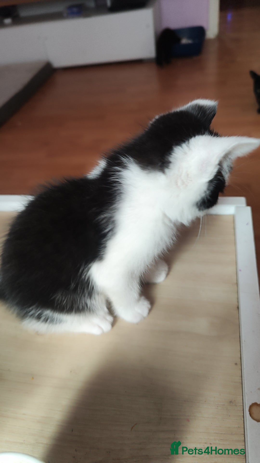 Mixed Breed cats for sale: Kittens for free  - Image 8