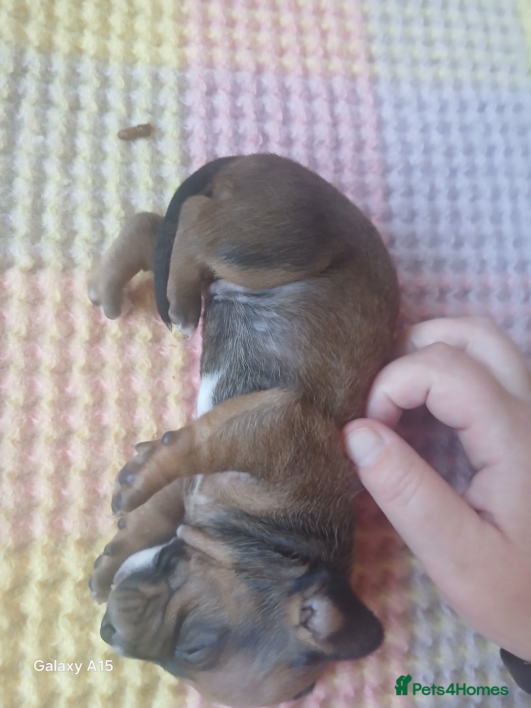 Miniature Dachshund dogs for sale: Minture dachshund puppies  - Image 28