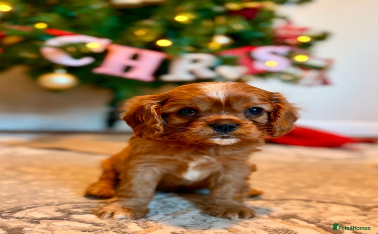 Cavalier King Charles Spaniel dogs Last Beautiful KC Ruby Boy - Extensive Testing. - Advert 13