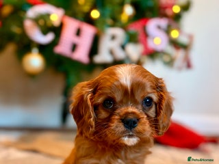 Cavalier King Charles Spaniel dogs Last Beautiful KC Ruby Boy - Extensive Testing. - Advert 5