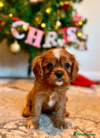 Cavalier King Charles Spaniel dogs Last Beautiful KC Ruby Boy - Extensive Testing. - Advert 13