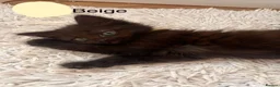 Mixed Breed cats for sale: 8 week old kittens ready for forever homes - Advert 5