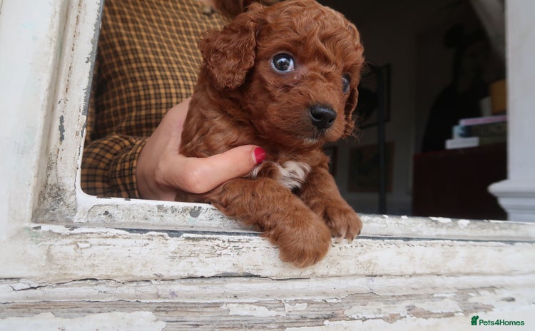 Cockapoo dogs - Advert 1