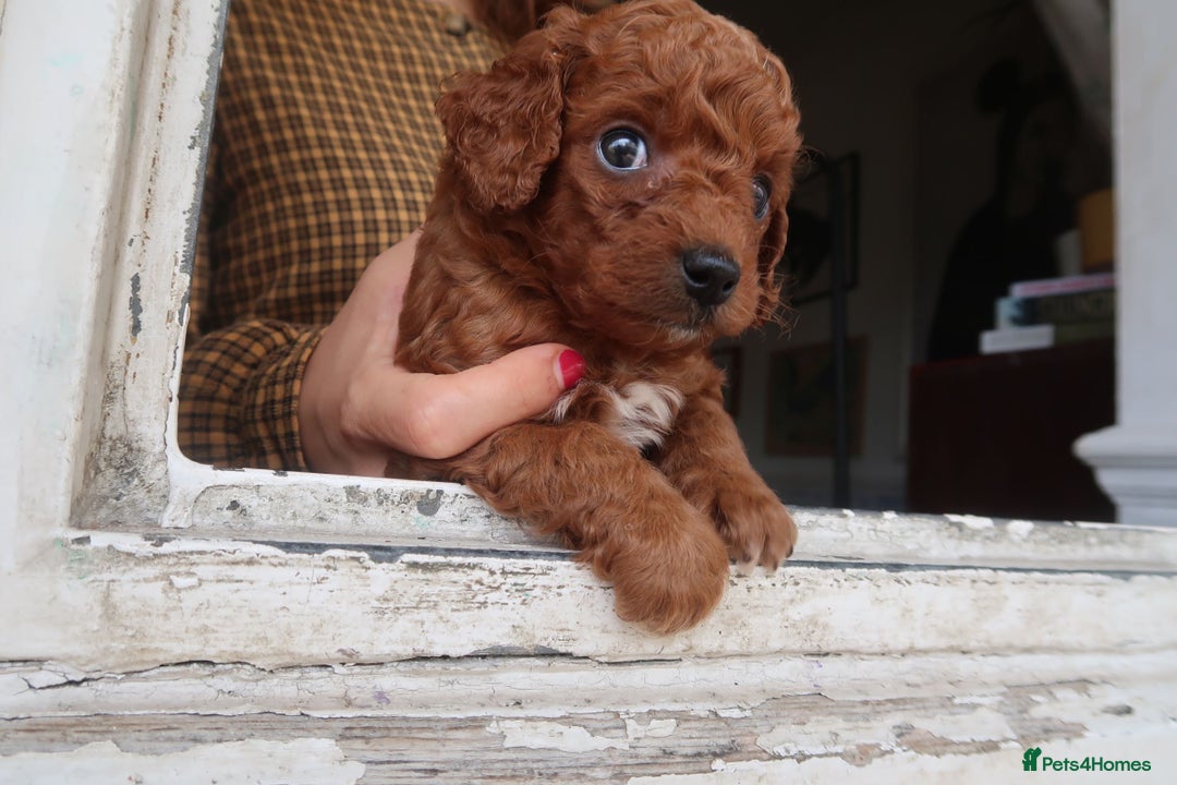 Cockapoo dogs for sale: Very unique Asian Toy Cockerpoos - Image 1