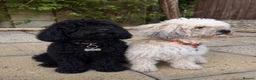 Mixed Breed dogs for sale: Poodle mix in Bootle - Advert 2