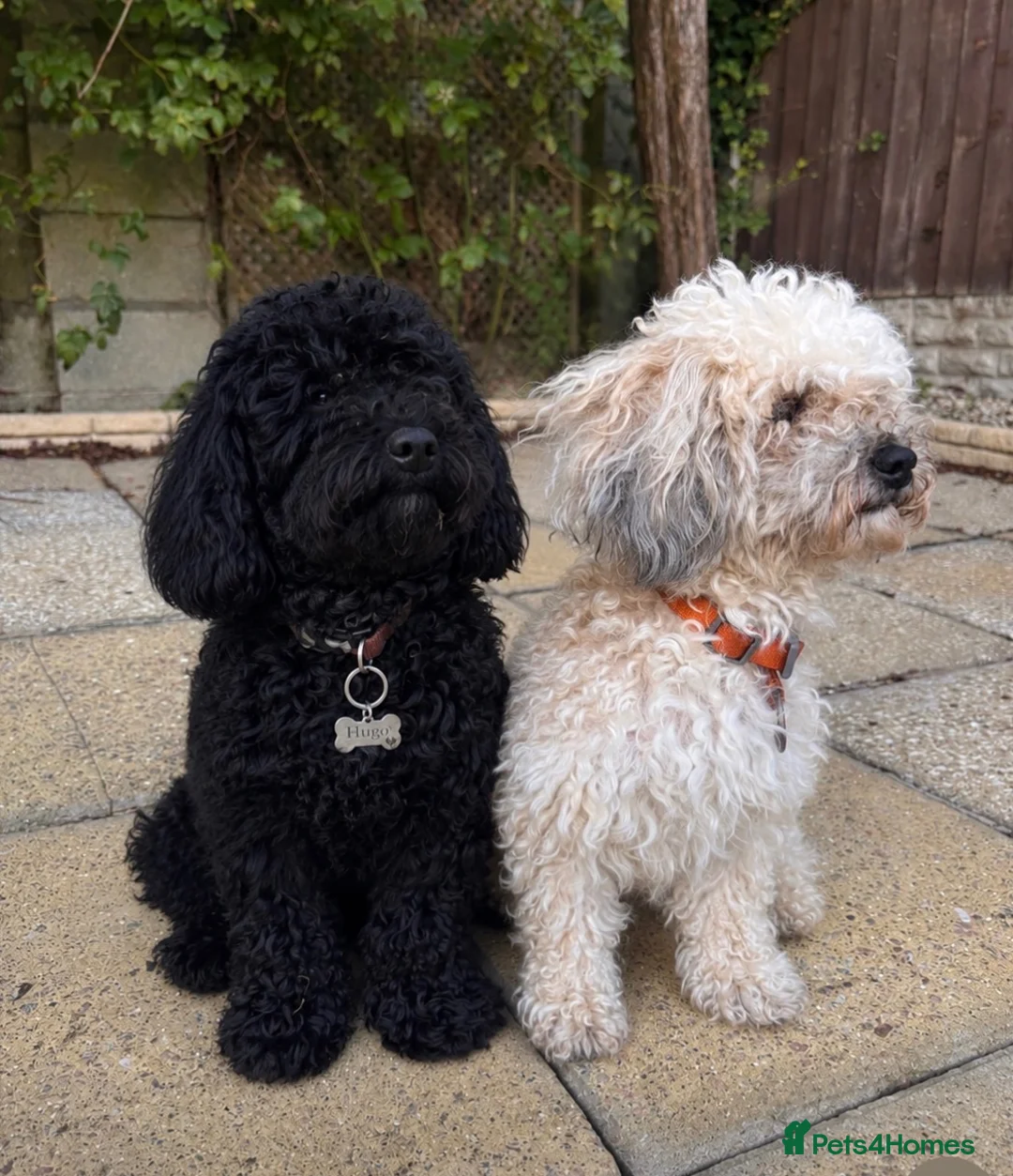 Mixed Breed dogs for sale: Poodle mix in Bootle - Advert 2