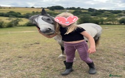 Welsh Section A horses for sale: 7 year old Welsh Part Bred - Image 3