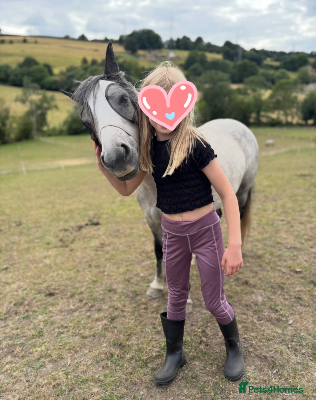 Welsh Section A horses for sale: 7 year old Welsh Part Bred - Image 3