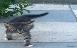 American Shorthair cats for sale: Absolutely stunning and loving Male Kitten   - Image 6