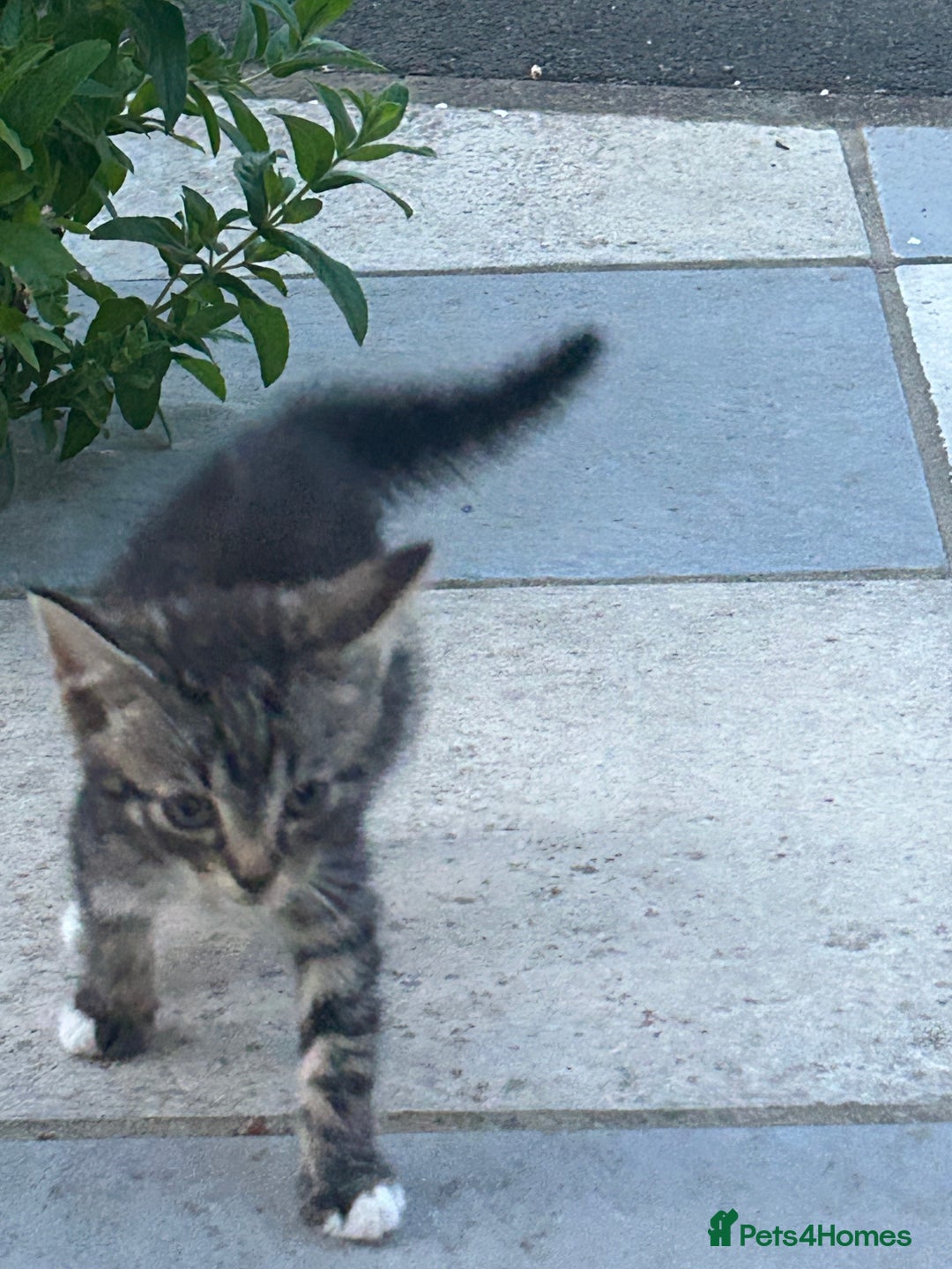 American Shorthair cats for sale: Absolutely stunning and loving Male Kitten   - Image 6