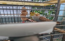 Budgerigars birds for sale: 3 X YOUNG BUDGIES WITH CAGE  - Image 3