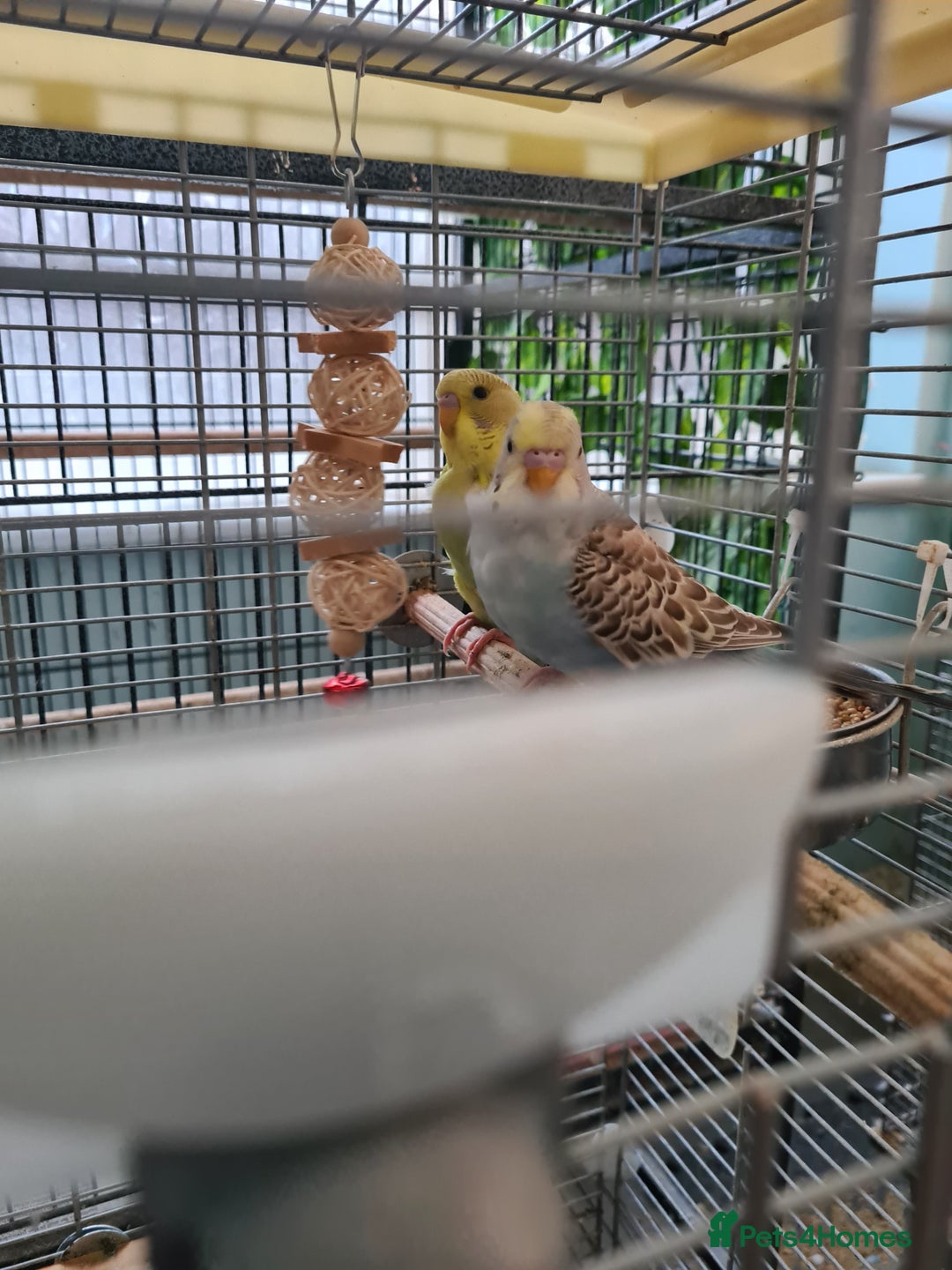 Budgerigars birds for sale: 3 X YOUNG BUDGIES WITH CAGE  - Image 3