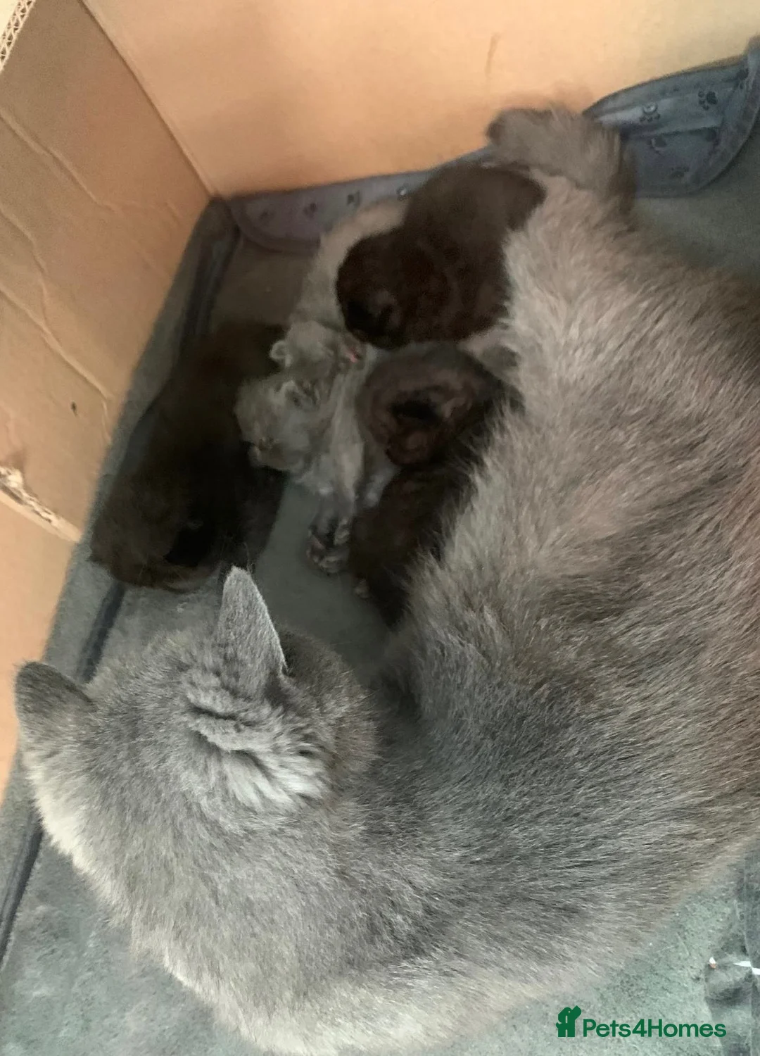 Exotic cats for sale: Adorable Exotic Short Hair Kittens Available  in Bromsgrove - Advert 8