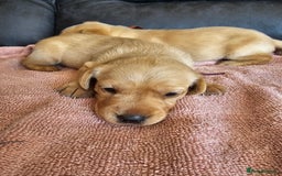 Labrador Retriever dogs for sale: Kc Registered Labrador Puppies  - Image 5